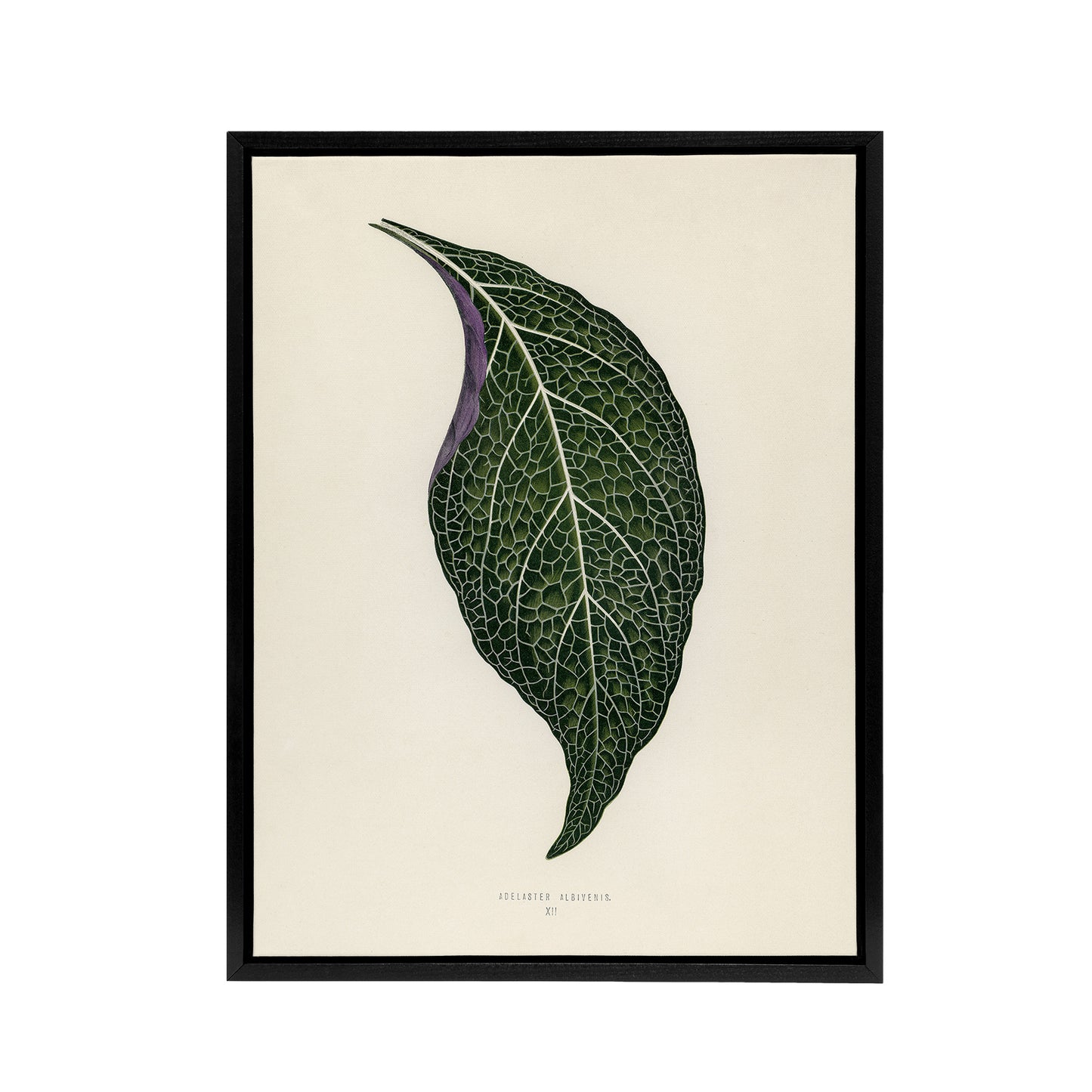 Vintage Botanical Nerve Plant Leaf Fawcett Black Framed Canvas Wall Art