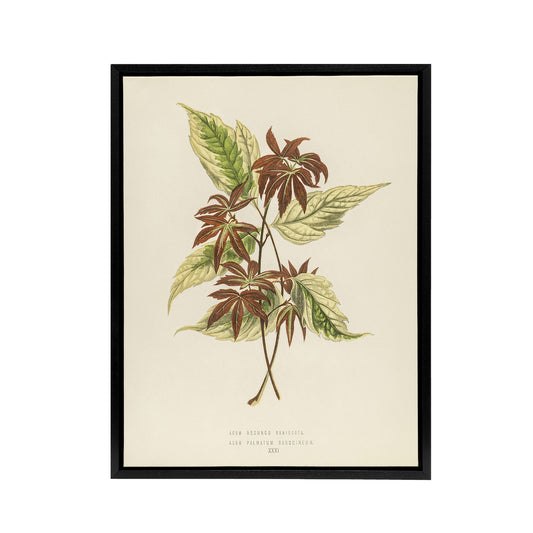 Vintage Botanical Boxelder Maple Leaves Fawcett Framed Canvas Wall Art