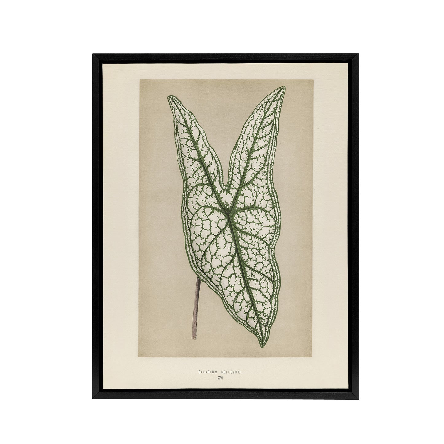 Vintage Botanical Caladium Belleymel Leaf Fawcett Framed Canvas Wall Art