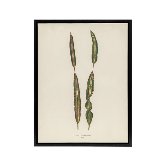 Vintage Botanical Croton Interruptum Leaf Fawcett Framed Canvas Wall Art