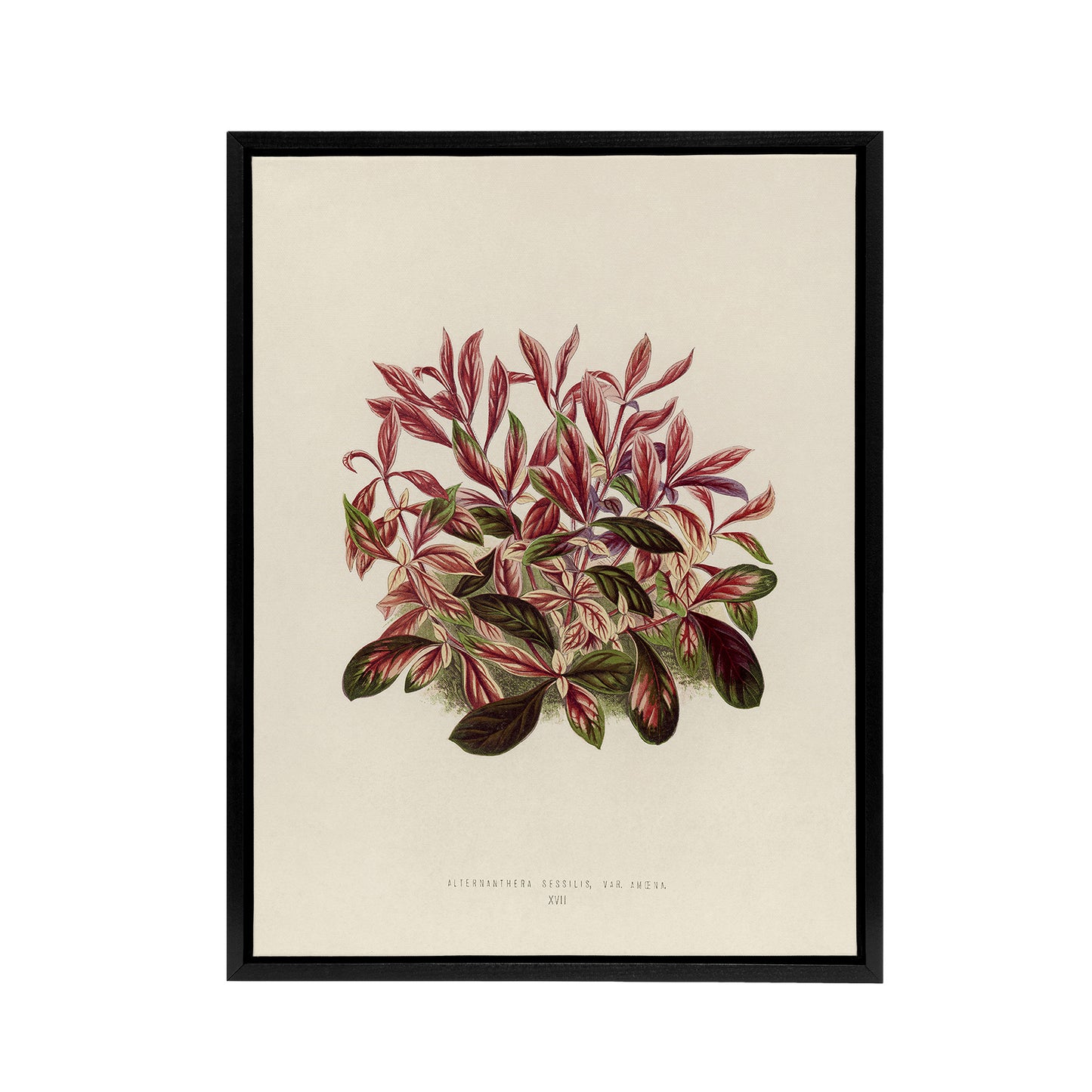 Vintage Botanical Dwarf Copperleaf Fawcett Black Framed Canvas Wall Art