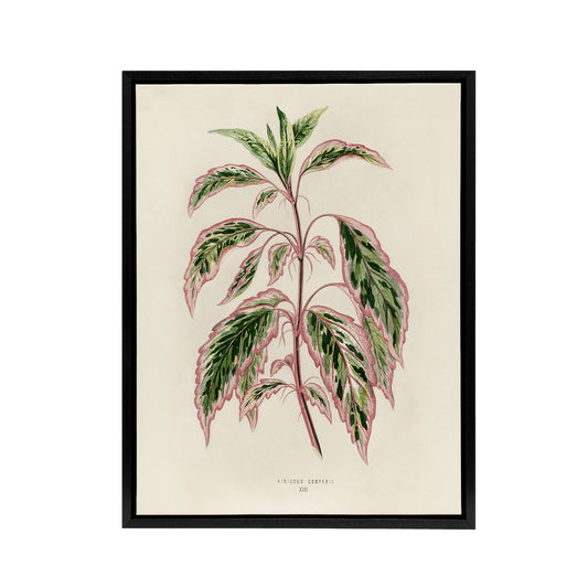 Vintage Botanical Rose Mallow Fawcett Black Framed Canvas Wall Art Print