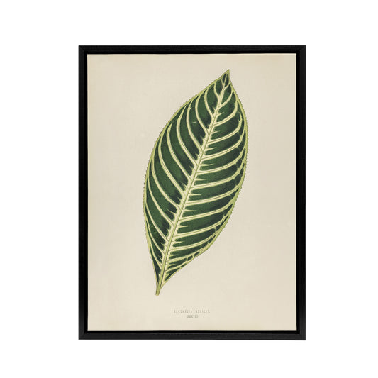 Vintage Botanical Tiger Plant Leaf Fawcett Black Framed Canvas Wall Art