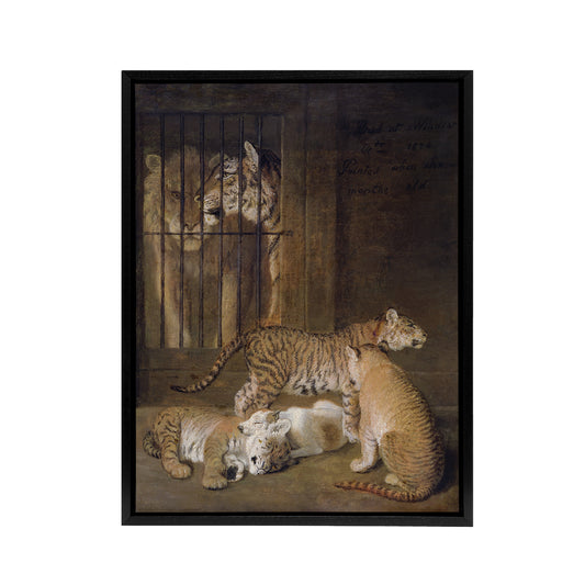 Whelps Lion and Tigress in Zoo Cage Agasse Black Framed Canvas Wall Art