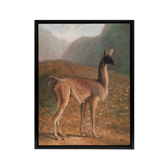 Guanaco Llama in Mountain Landscape Agasse Black Framed Canvas Wall Art