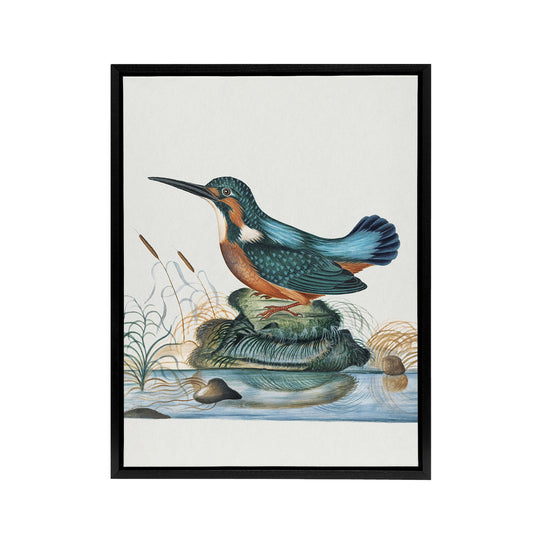 Common Kingfisher Vintage Illustration Bolton Framed Canvas Wall Art