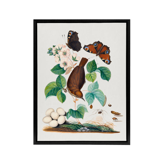 House Wren Butterflies Beetle and Spider Bolton Framed Canvas Wall Art