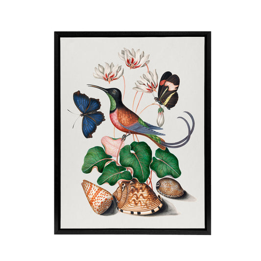 Hummingbird Cyclamen Butterflies Seashells Bolton Framed Canvas Wall Art