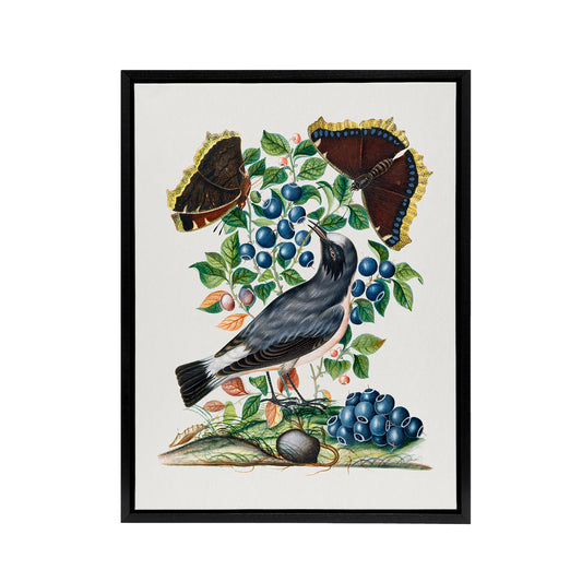 Northern Wheatear and Mourning Cloak Bolton Black Framed Canvas Wall Art