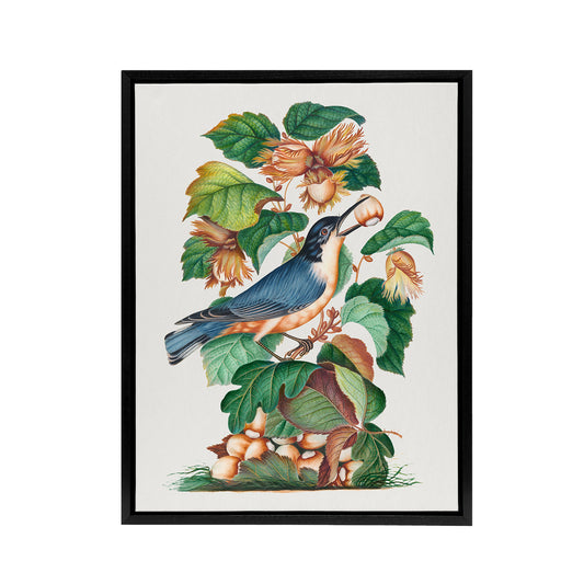 Nuthatch Bird Hazel Oak and Bramble Bolton Black Framed Canvas Wall Art