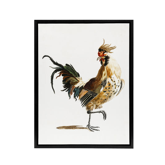 A Rooster Watercolour Painting Johan Teyler Black Framed Canvas Wall Art