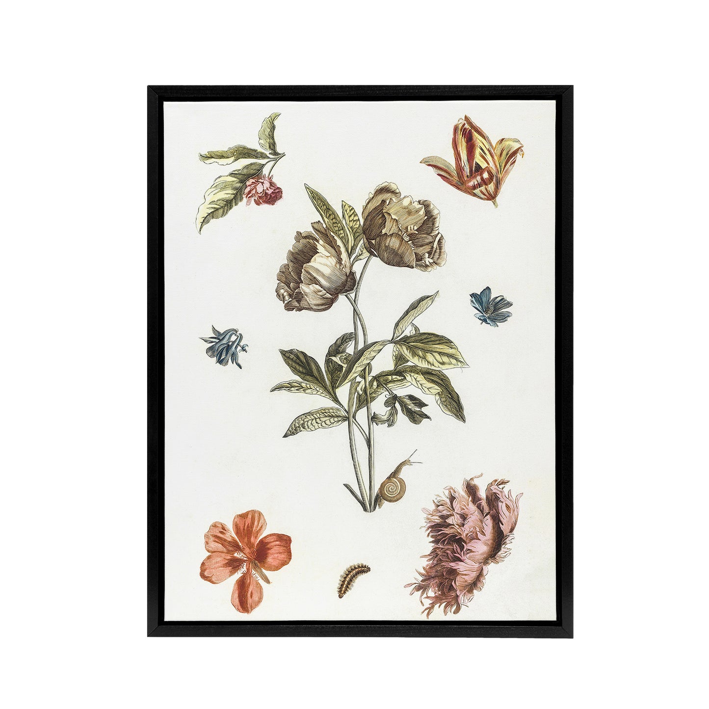 Flowers Snail and a Caterpillar Johan Teyler Black Framed Canvas Wall Art