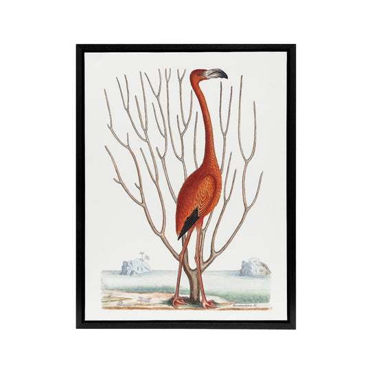 Flamingo Bird Vintage Illustration Catesby Black Framed Canvas Wall Art