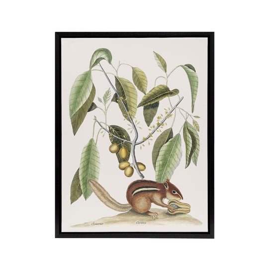 Ground Squirrel and Wild Nutmeg Mark Catesby Black Framed Canvas Wall Art