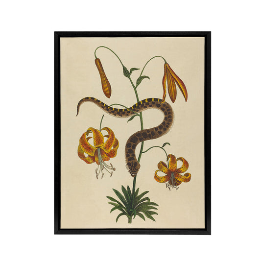 Hog Nose Snake and Tiger Lily Mark Catesby Black Framed Canvas Wall Art