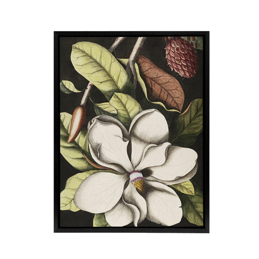 Laurel Tree Magnolia Altissima Flower Catesby Framed Canvas Wall Art