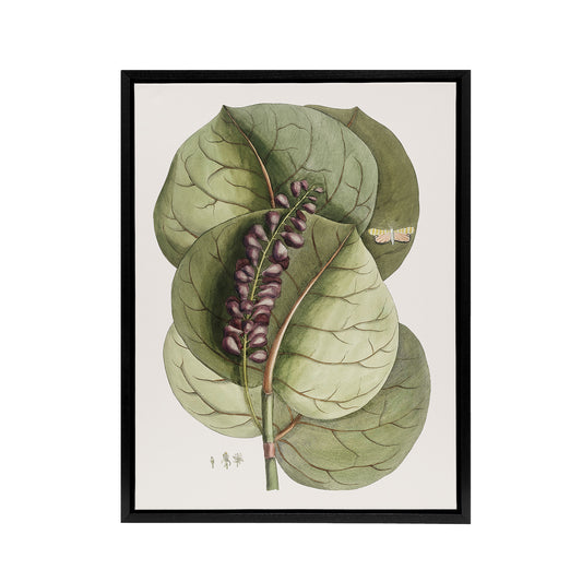Mangrove Grape Tree Vintage Botanical Catesby Framed Canvas Wall Art