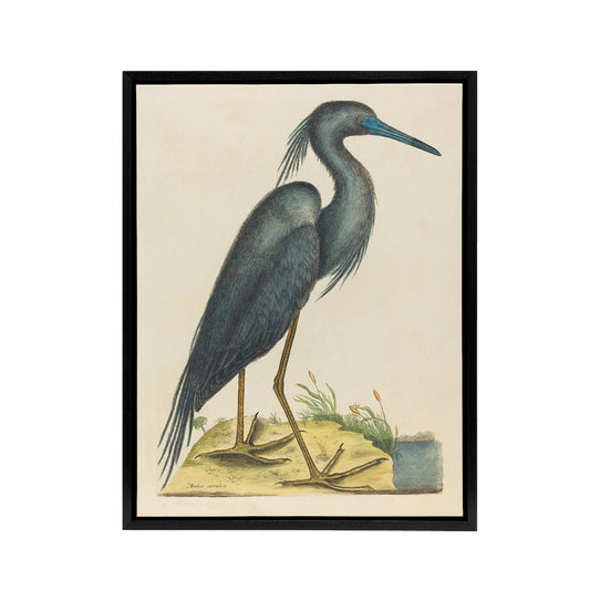 Blue Heron Natural History Illustration Catesby Framed Canvas Wall Art