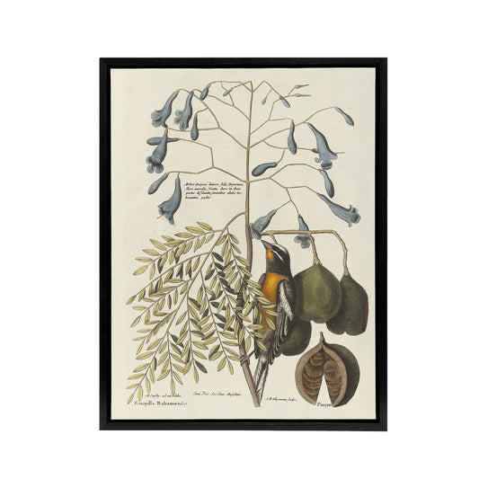 Vintage Bird and Plant Illustration Catesby Black Framed Canvas Wall Art