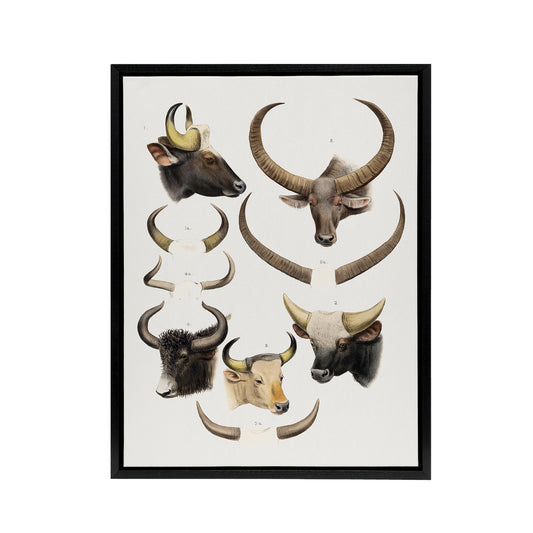 Bovine Animal Horns Vintage Illustration Lydekker Framed Canvas Wall Art