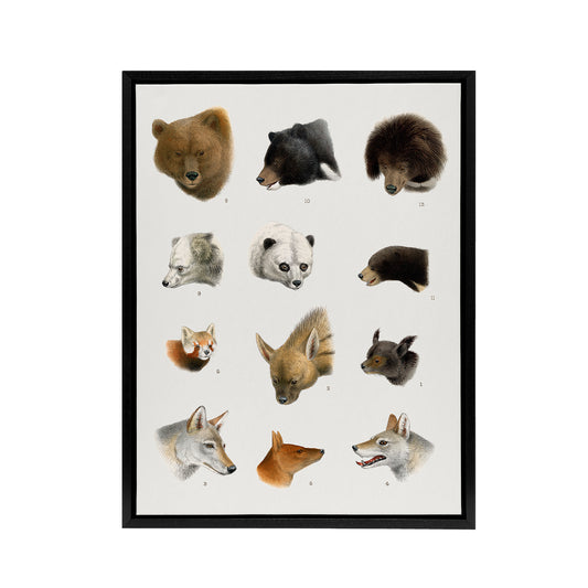 Small and Large Animals Vintage Artwork Lydekker Framed Canvas Wall Art