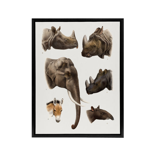 Animals Vintage Illustration Lydekker Black Framed Canvas Wall Art Print