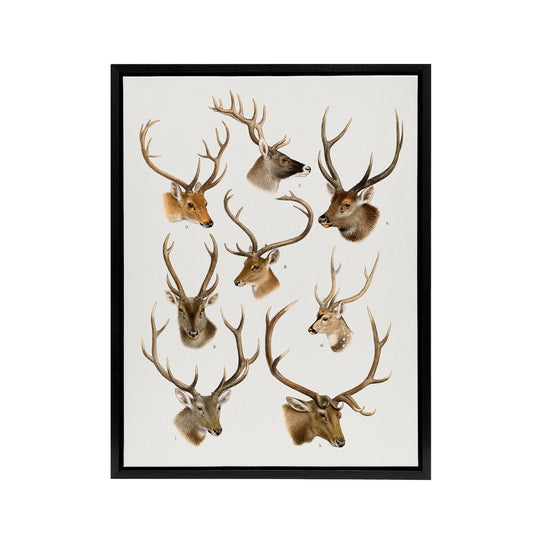 Vintage Illustration of Deer Species Lydekker Framed Canvas Wall Art