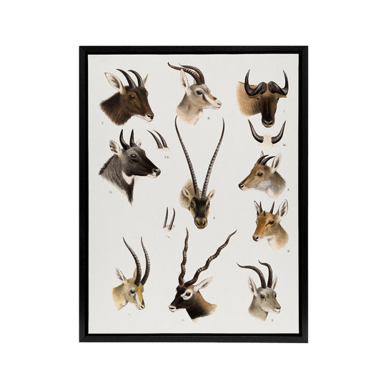 Bovidae Animals Vintage Illustration Lydekker Framed Canvas Wall Art