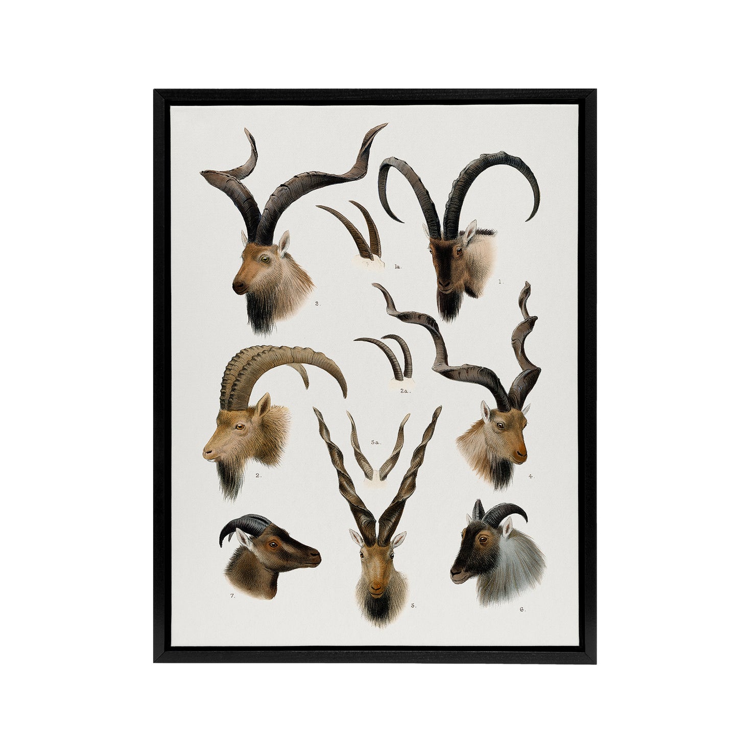 Vintage Illustration Bovidae Animals Lydekker Framed Canvas Wall Art