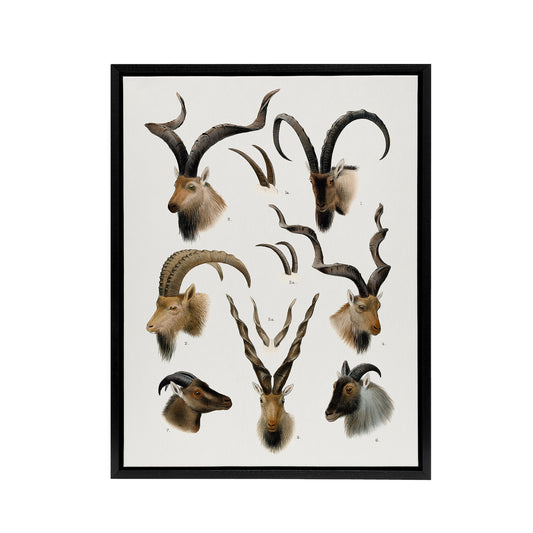 Vintage Illustration Bovidae Animals Lydekker Framed Canvas Wall Art