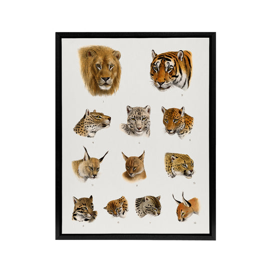 Wild Animal Safari Big Cats Illustration Lydekker Framed Canvas Wall Art