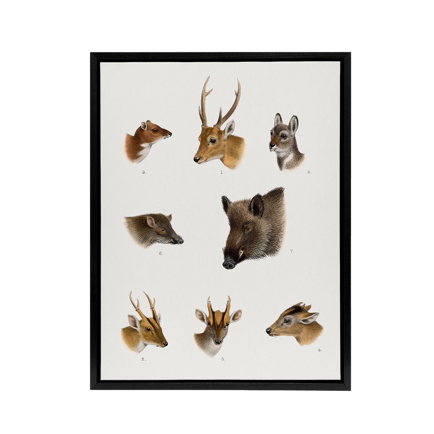 Wildlife Animals Vintage Illustration Lydekker Framed Canvas Wall Art