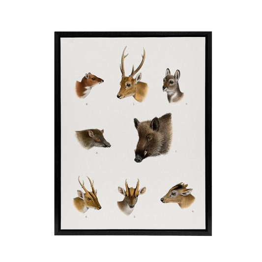 Wildlife Animals Vintage Illustration Lydekker Framed Canvas Wall Art