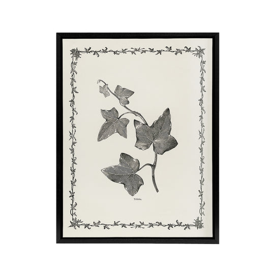 Vintage Botanical Ipomoea Triloba Leaves Hibberd Framed Canvas Wall Art