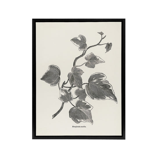 Vintage Botanical Marginata Ivy Hibberd Black Framed Canvas Wall Art