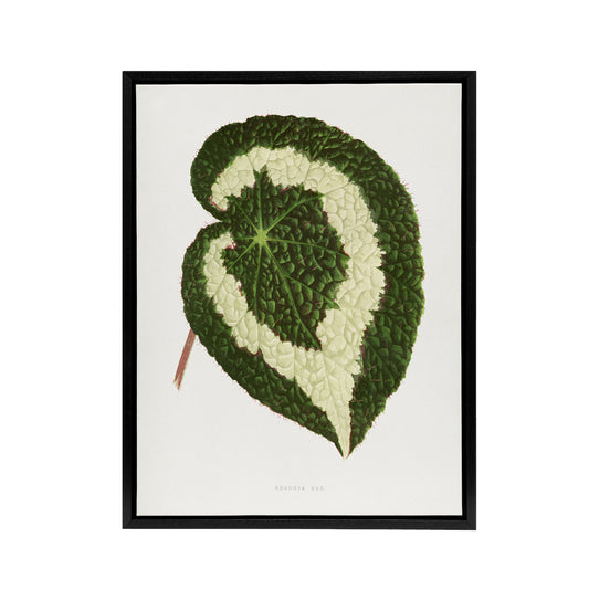 AF Lydon Benjamin Fawcett Begonia Red Leaf Black Framed Canvas Wall Art Print