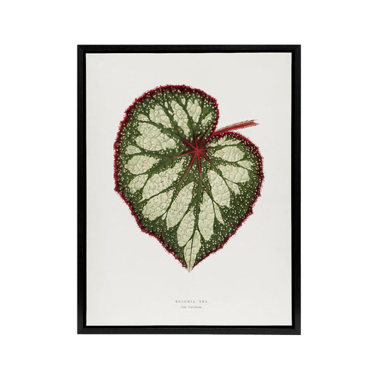 AF Lydon Benjamin Fawcett Begonia Rex Leaf Black Framed Canvas Wall Art Print