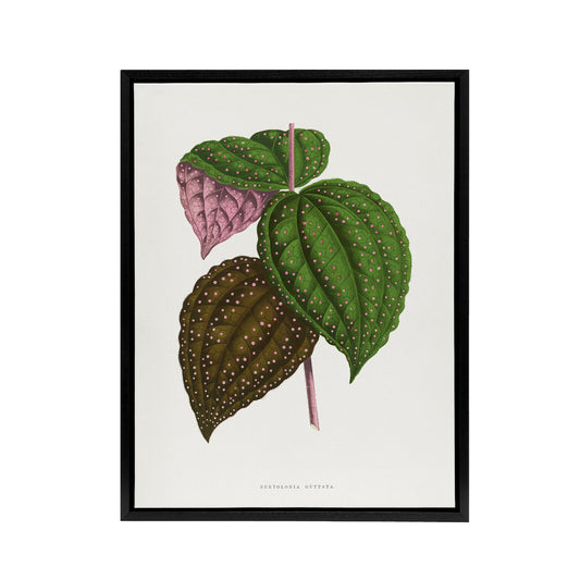 AF Lydon Benjamin Fawcett Bertolonia Guttata Leaves Black Framed Canvas Art