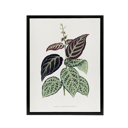 AF Lydon B Fawcett Bignonia Argyro Violacea Crossvine Black Framed Canvas Art