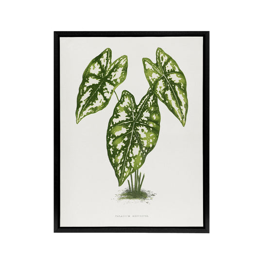 AF Lydon B Fawcett Caladium Humboldtii Leaves Black Framed Canvas Art Print