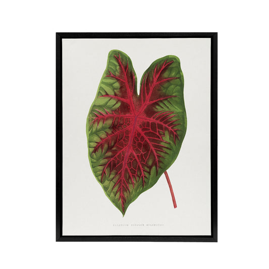 AF Lydon B Fawcett Caladium Bicolor Splendens Leaf Black Framed Canvas Art