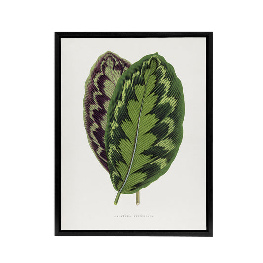 AF Lydon Benjamin Fawcett Calathea Veitchiana Leaf Black Framed Canvas Art