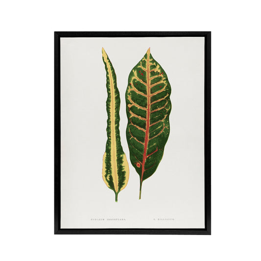 AF Lydon Benjamin Fawcett Croton Plant Leaf Varieties Black Framed Canvas Art
