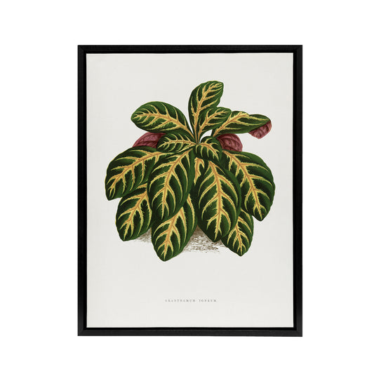 AF Lydon B Fawcett Eranthemum Igneum Golden Vein Plant Black Framed Canvas Art