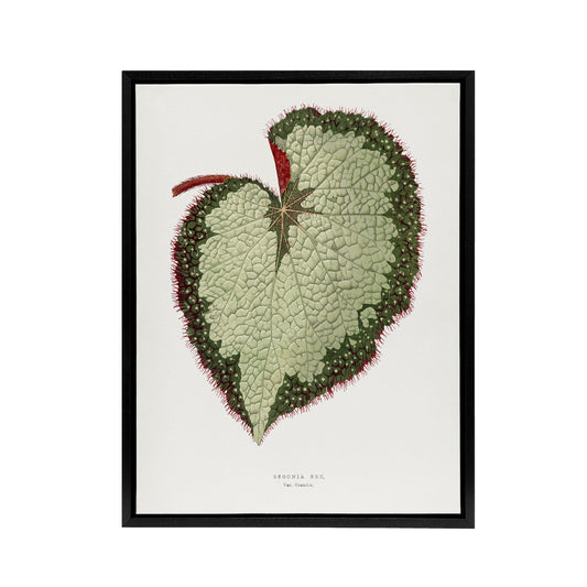 AF Lydon B Fawcett Begonia Rex Grandis Variety Leaf Black Framed Canvas Art