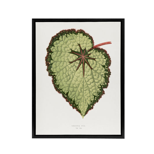 AF Lydon B Fawcett Begonia Rex Isis Variety Leaf Black Framed Canvas Art Print