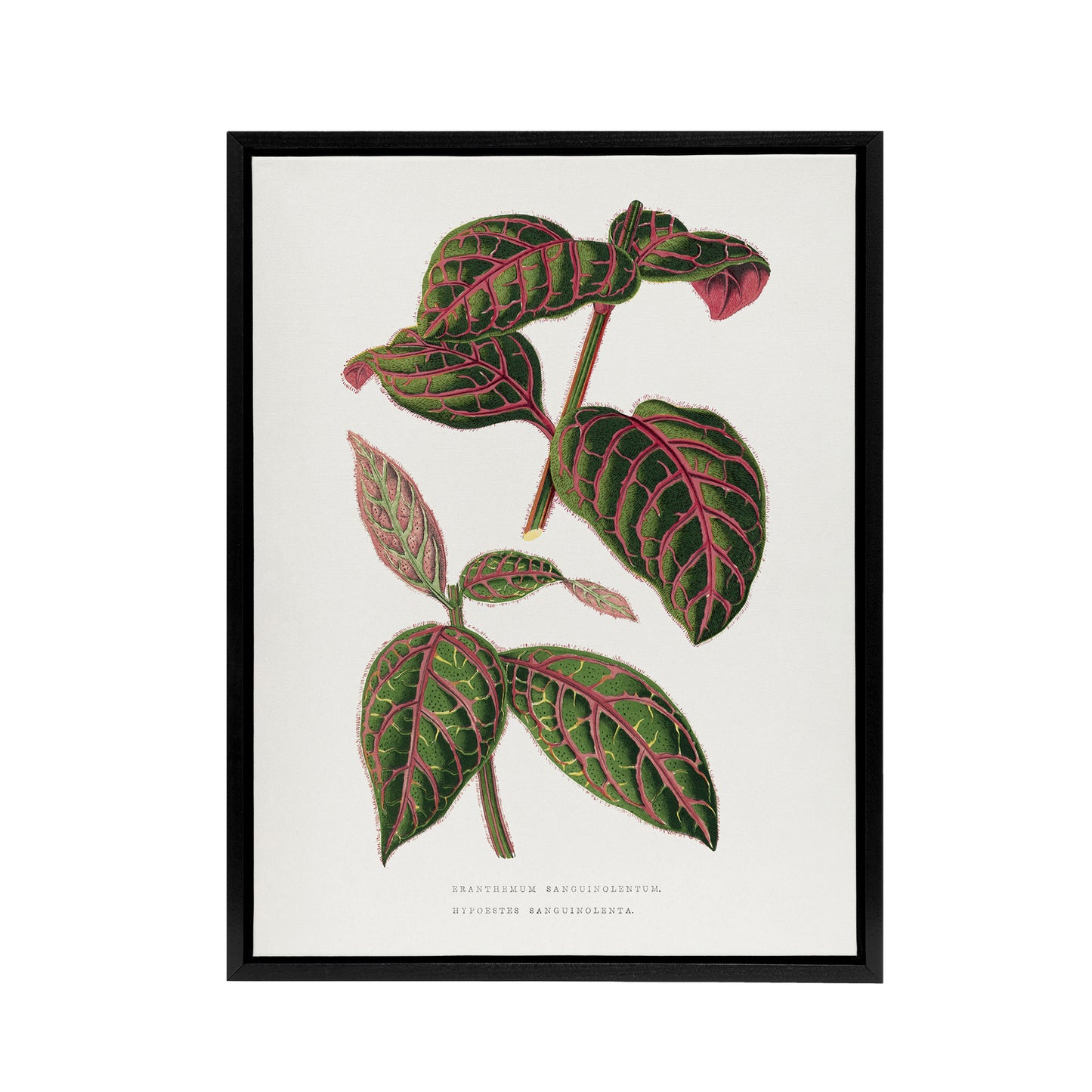 AF Lydon B Fawcett Eranthemum Sanguinolentum Leaves Black Framed Canvas Art