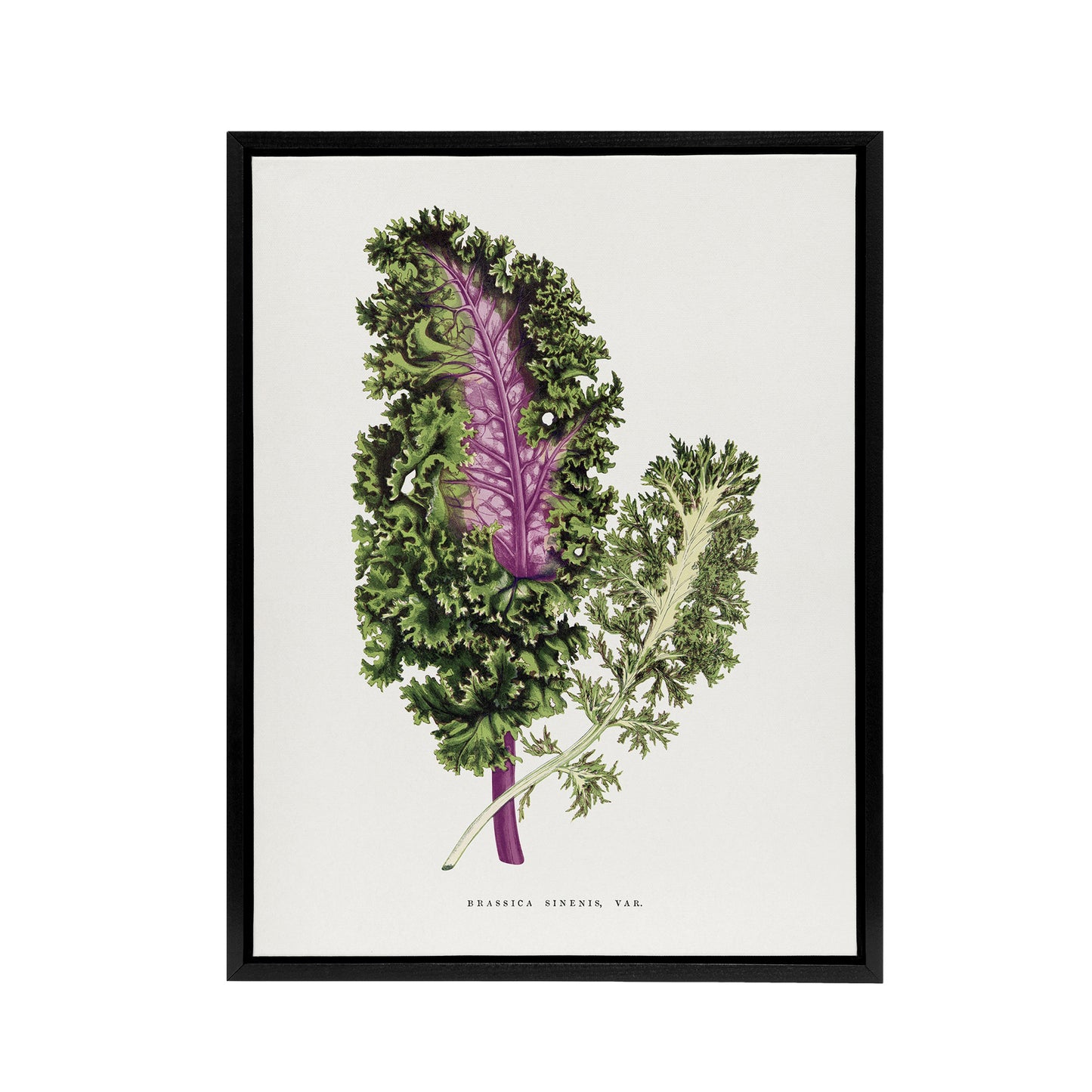 AF Lydon Benjamin Fawcett Green Wild Cabbage Leaf Black Framed Canvas Art Print