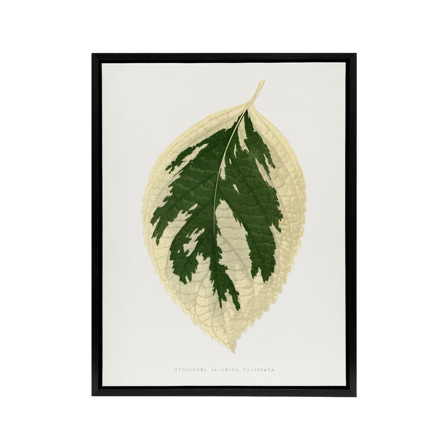 AF Lydon B Fawcett Hydrangea Japonica Variegata Leaf Black Framed Canvas Art