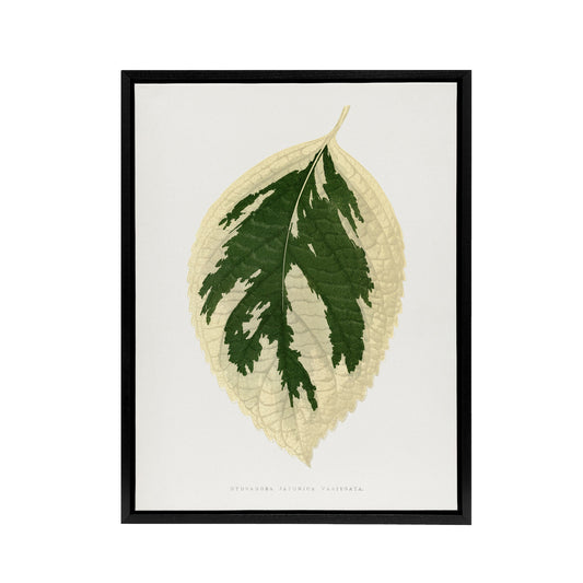 AF Lydon B Fawcett Hydrangea Japonica Variegata Leaf Black Framed Canvas Art